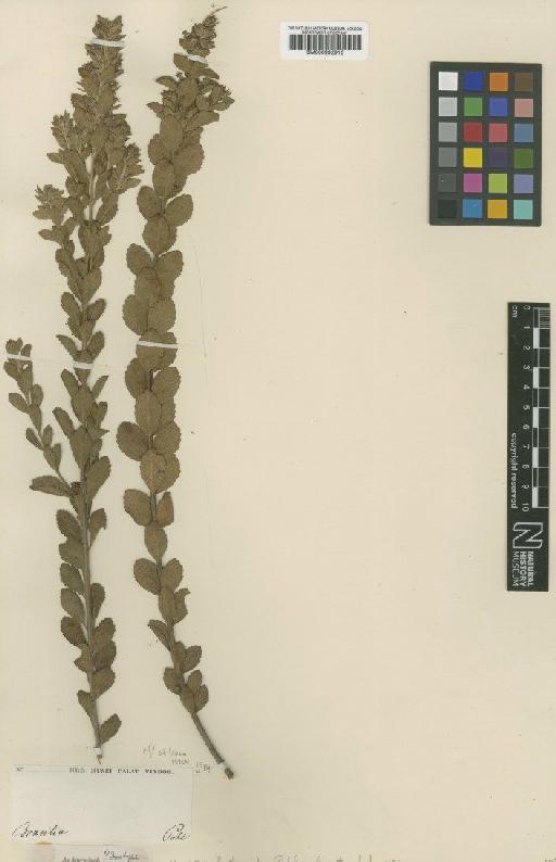 Hyptis lythroides Pohl - BM000992916