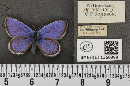 Plebejus argus masseyi Tutt, 1909 - BMNHE_1368999_164750