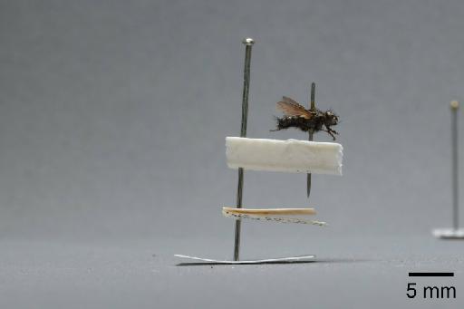 Sarcophaga (Myorhina) nigriventris Meigen, 1826 - 015092047_lateral