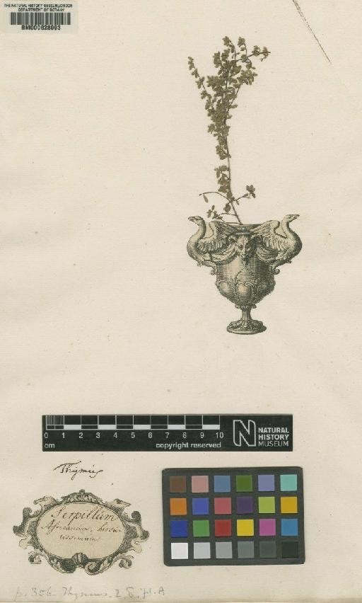 Thymus serpyllum L. - BM000628993