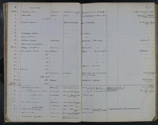 Conulus (Conulus) albogalerus Leske, 1778 - NHM-UK_P_DF118_02_52_0031