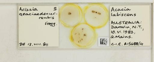 Acizzia acaciae-decurrentis Froggatt, 1901 - 010715768_117157_1145392