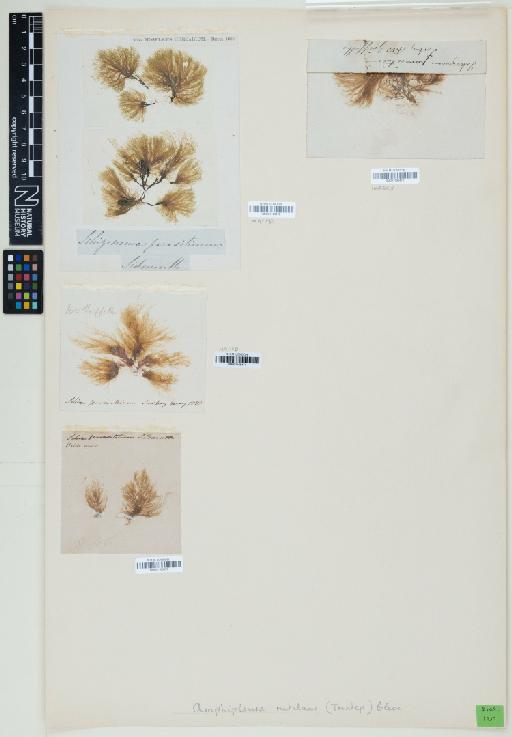 Acroporium subulatum (Hampe) Dixon - 001166671_BM001166672_BM001166673_BM001166678