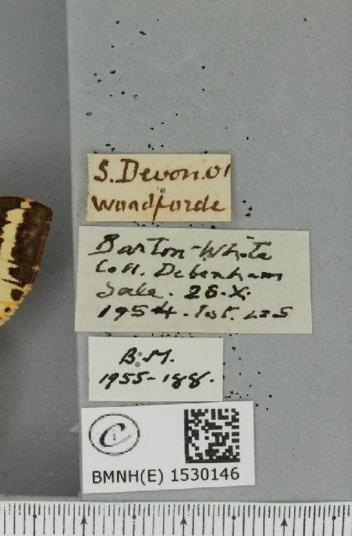Euplagia quadripunctaria (Poda, 1761) - BMNHE_1530146_label_209040