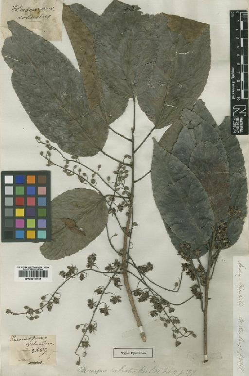 Elaeocarpus tectorius (Lour.) Poir. - BM000795185