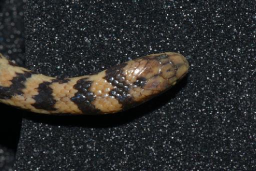 Atractus erythromelas Boulenger, 1903 - Image of specimen 1903.6.30.39