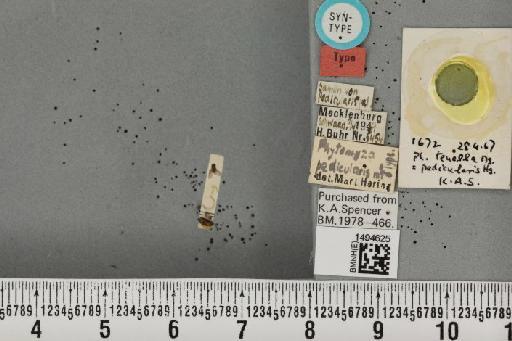 Phytomyza pedicularis Hering, 1949 - BMNHE_1494625_55323