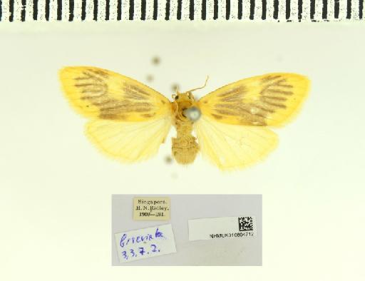 Lyclene biseriata Hampson, 1900 - NHMUK 010604712 Lyclene biseriata Hampson 1900 female Singapore