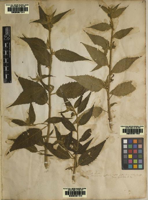 Tragia involucrata L. - BM000621541