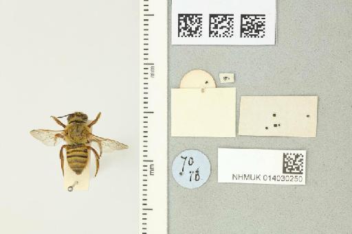Megachile (Chrysosarus) opifex Smith, F., 1879 - 014030250_additional