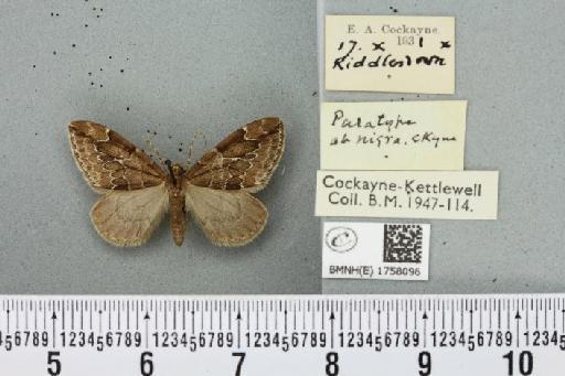 Thera juniperata juniperata ab. infuscata Schwingenschuss, 1926 - BMNHE_1758096_339866