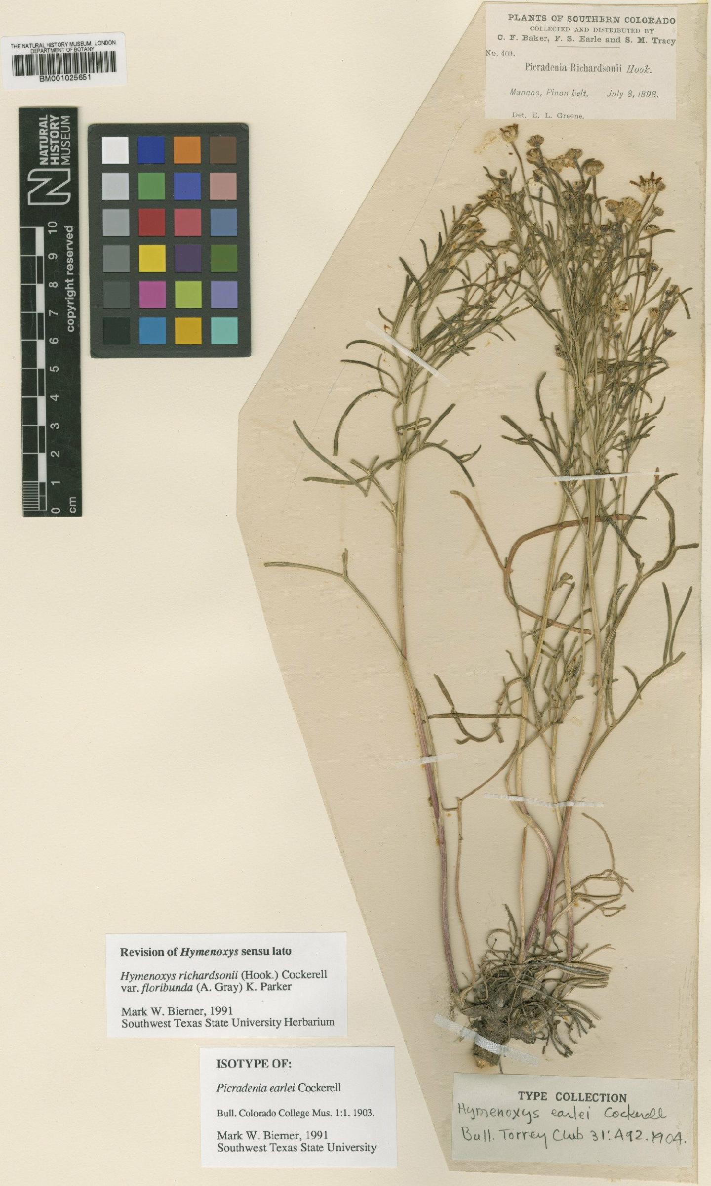 To NHMUK collection (Hymenoxys richardsonii var. floribunda (A.Gray) Parker; Isotype; NHMUK:ecatalogue:1186111)