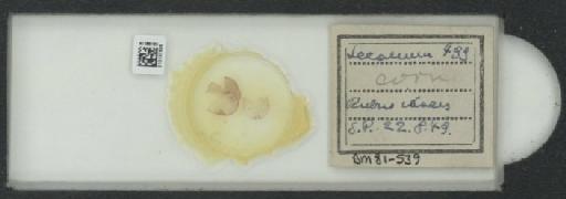 Parthenolecanium corni (Bouche, 1844) - 010137525_117397_1101018