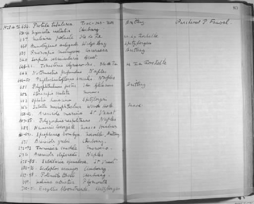 Eusyllis bloomstrandi Malmgren - Zoology Accessions Register: Annelida & Echinoderms: 1924 - 1936: page 80