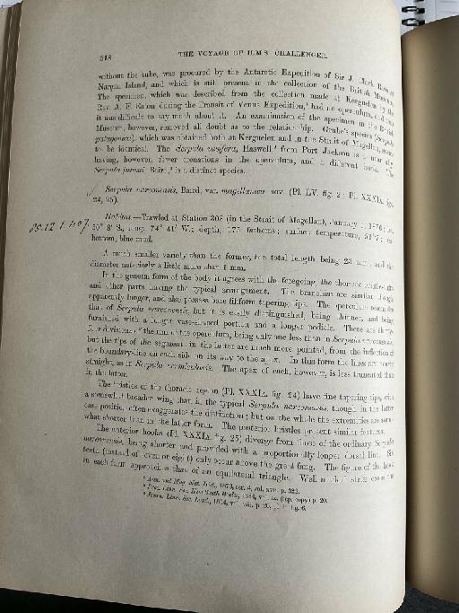 Dasychone bairdi McIntosh,1885 - Challenger Polychaete Scans of Book 329