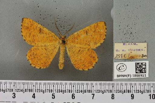 Angerona prunaria (Linnaeus, 1758) - BMNHE_1868921_441378