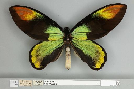 Ornithoptera victoriae regis Rothschild, 1895 - 013602558__