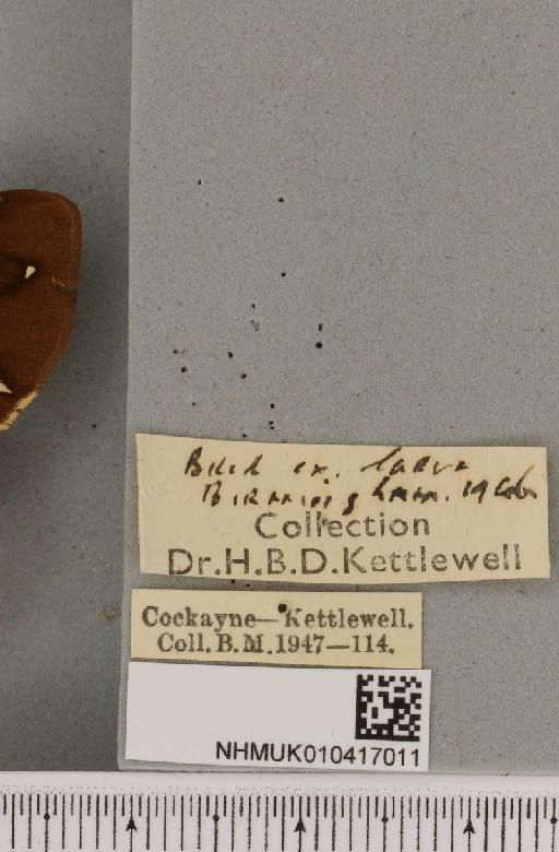 Arctia caja (Linnaeus, 1758) - NHMUK_010417011_label_529361