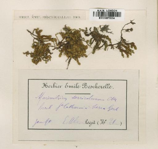 Macromitrium serricolum Müll.Hal. - BM000873234