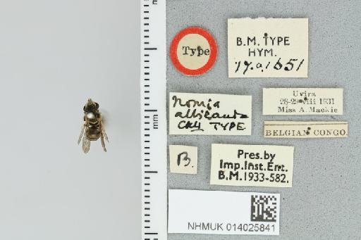 Pseudapis albicauda Cockerell, 1935 - 014025841_839193_1668386-