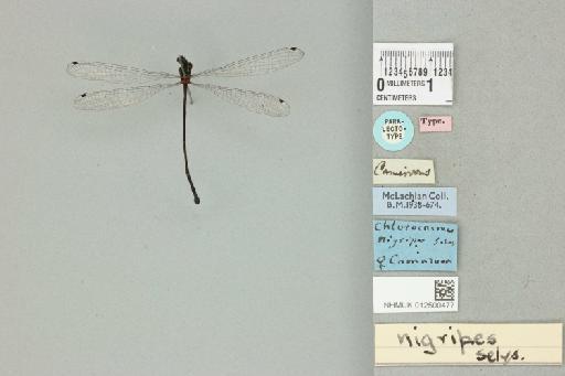 Chlorocnemis nigripes Selys, 1886 - 012500477_dorsal