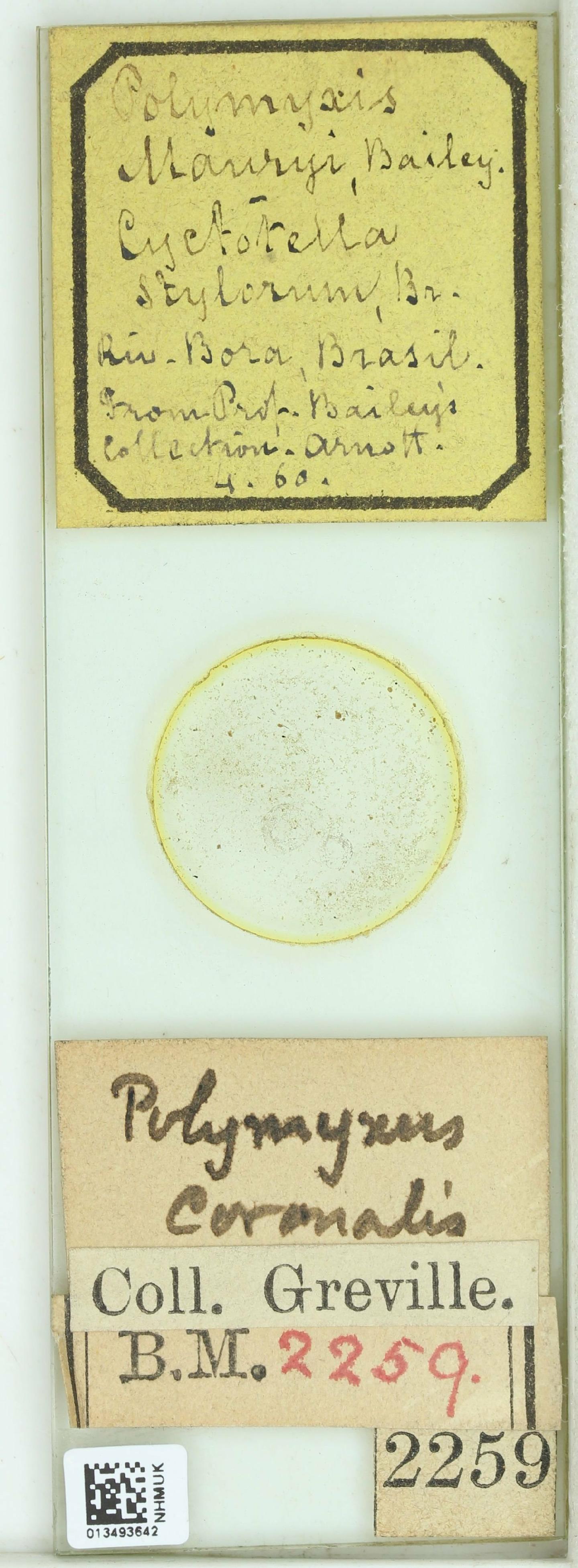 To NHMUK collection (Polymyxus coronalis L.W.Bailey; Type; NHMUK:ecatalogue:4736402)