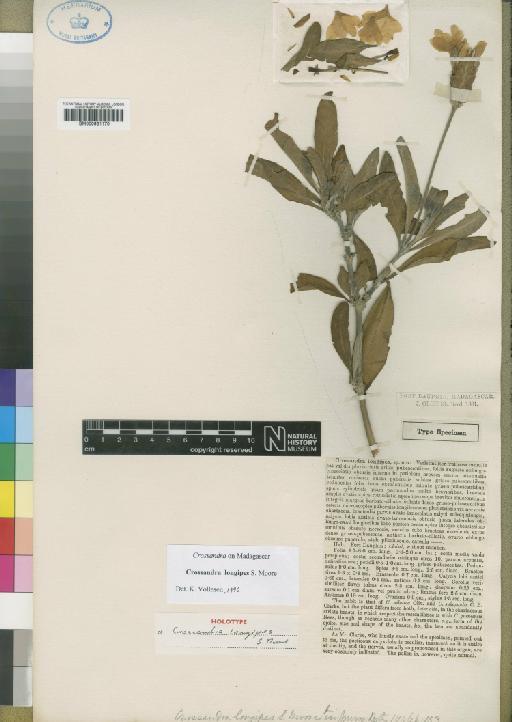 Crossandra longipes Moore - BM000931170