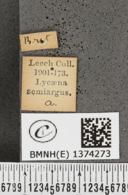 Cyaniris semiargus semiargus (Rottemburg, 1775) - BMNHE_1374273_label_167605