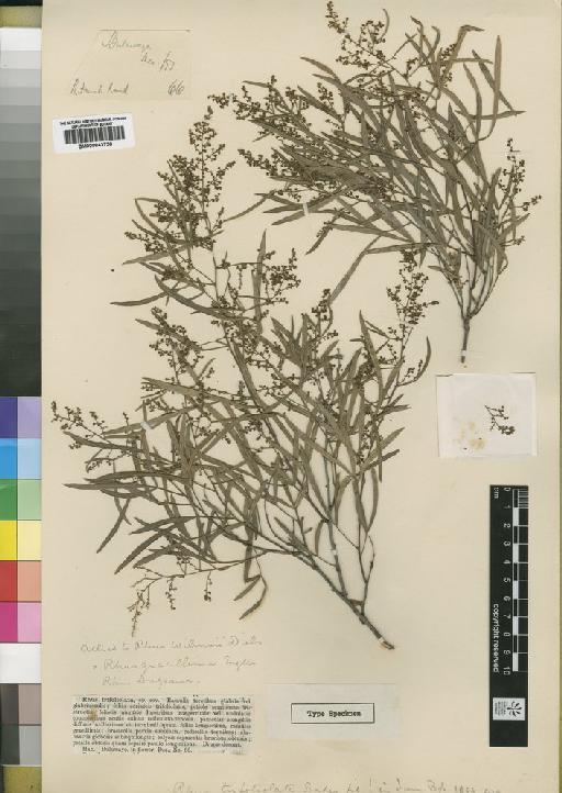 Rhus trifoliata Baker f. - BM000843730