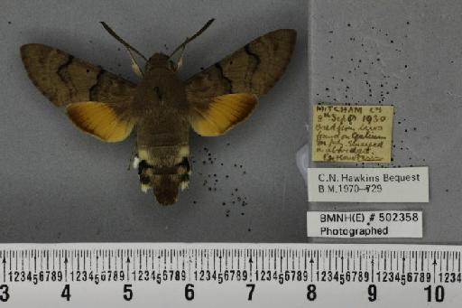 Macroglossum stellatarum (Linnaeus, 1758) - Joanna_041319_205982