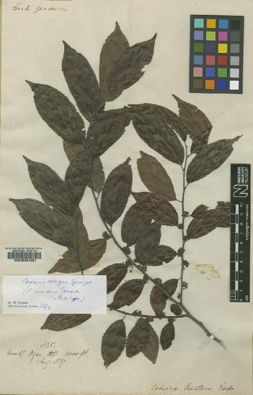 Casearia obliqua Spreng. - BM000624391