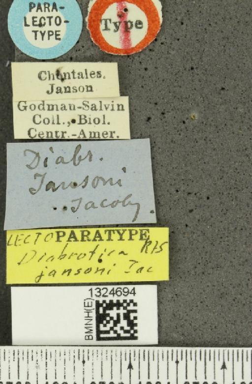 Pyesia jansoni (Jacoby, 1878) - BMNHE_1324694_label_21843