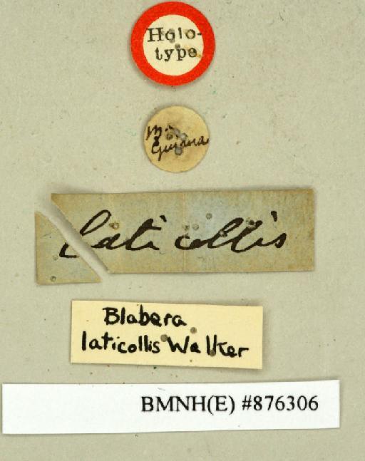 Blabera laticollis Walker, 1868 - Blabera laticollis Walker, F, 1868, male, holotype, labels. Photographer: Edward Baker. BMNH(E)#876306