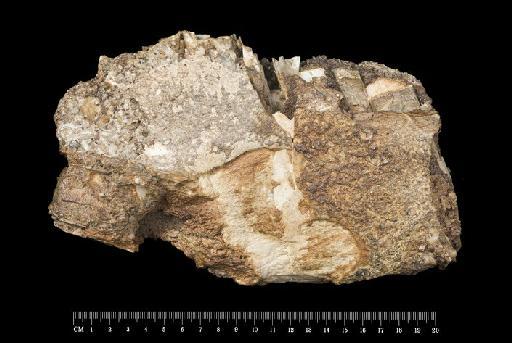 Toxodon darwinii Burmeister, 1866 - M16566_2 Toxodon Bahia Blanca Right dentary