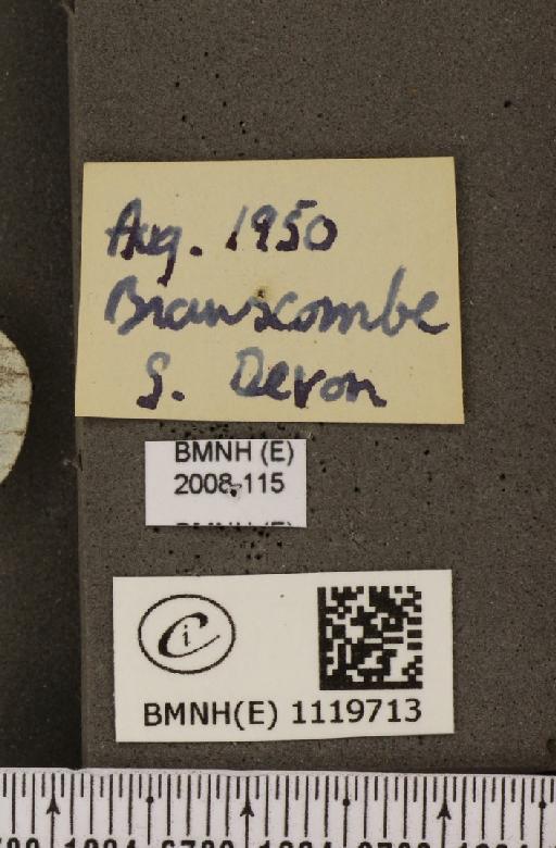 Leptidea sinapis sinapis Linnaeus, 1758 - BMNHE_1119713_label_74516