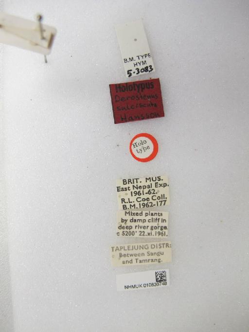 Derostenus sulciscuta Hansson, 1986 - 010838748_Achrysocharoides_nitidus_HT-5-3084_labels