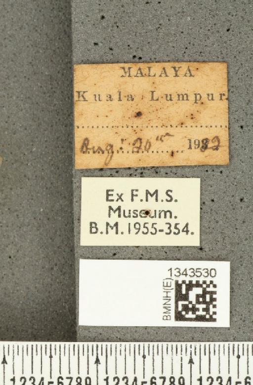 Lilioceris (Lilioceris) quadripustulata (Fabricius, 1787) - BMNHE_1343530_label_13682