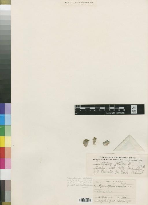 Molendoa sendtneriana (Bruch, Schimp. & W.Gümbel) Limpr. - BM000870419_a