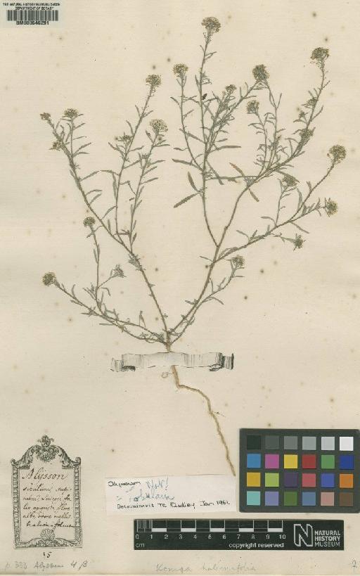 Alyssum halimifolium L. - BM000646291
