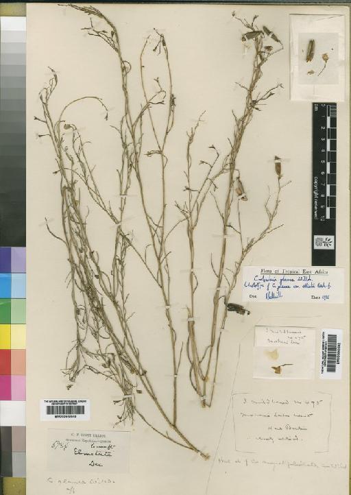 Crotalaria glauca Willd. - BM000843543