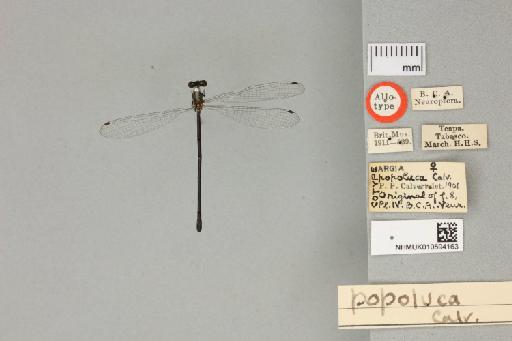 Argia popoluca Calvert, 1902 - 010594163__