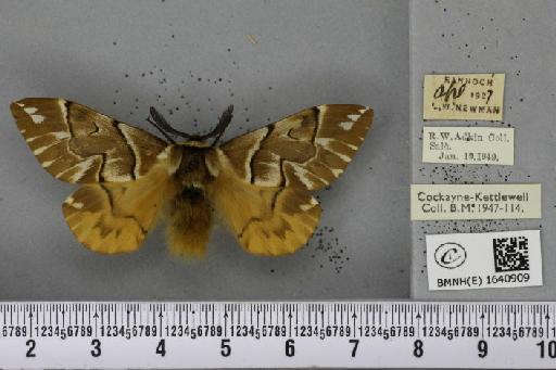 Endromis versicolora ab. pallida Tutt, 1902 - BMNHE_1640909_240108