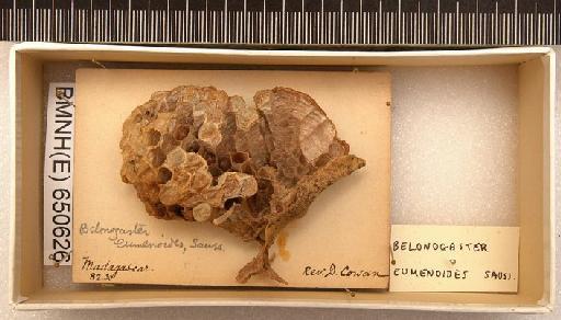 Belonogaster eumenoides Saussure, 1891 - Hymenoptera Nest BMNH(E) 650626