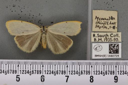 Cybosia mesomella (Linnaeus, 1758) - BMNHE_1660729_258239