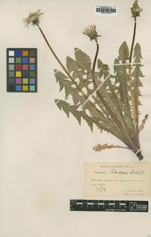 Taraxacum haematopus Lindb. - BM001043489