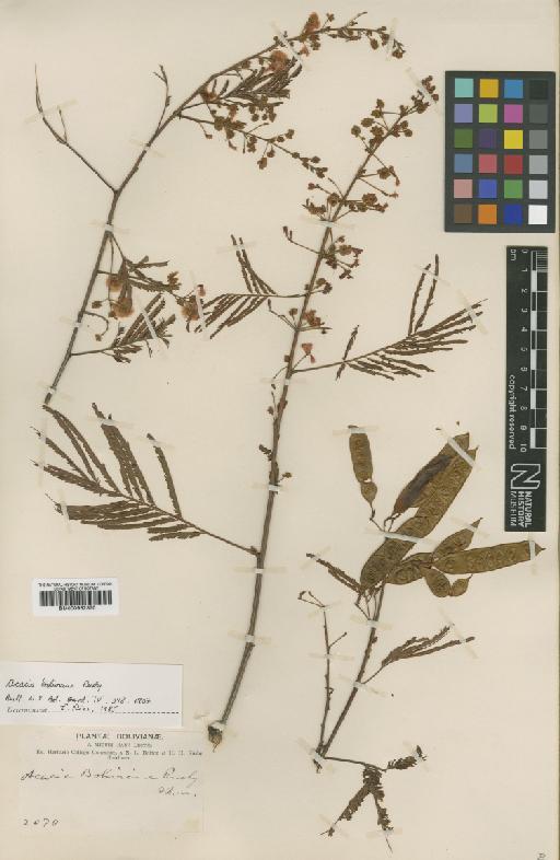 Acacia angustissima (Mill.) Kuntze - BM000952370
