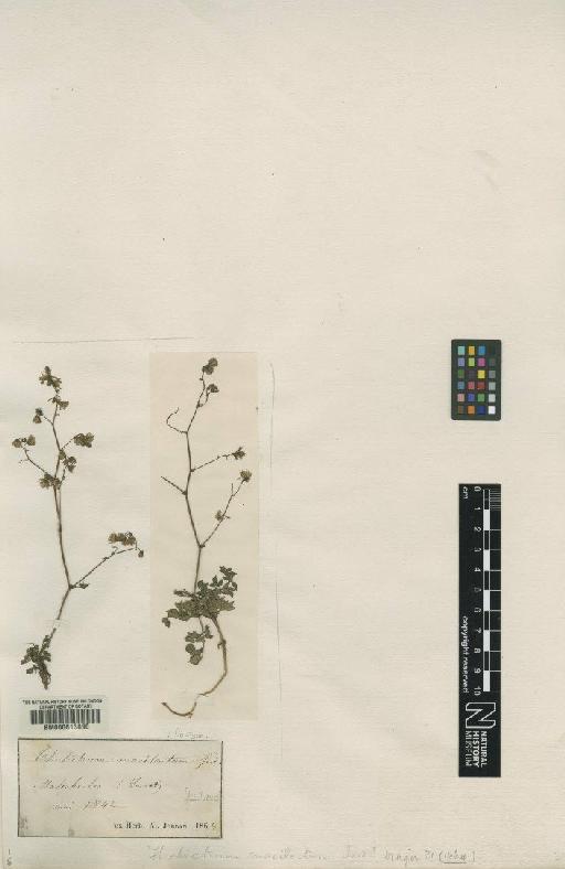 Thalictrum minus subsp. majus (Crantz) Rouy & Fauc. - BM000613890
