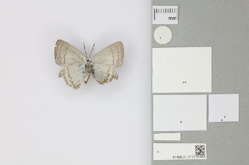 Hypolycaena phorbas furvae Tennent, 2016 - 013376853_Hypolycaena_phorbas_furvae_Tennent_2016_PT_1