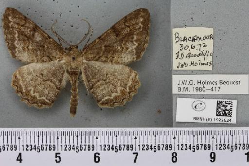 Alcis repandata repandata (Linnaeus, 1758) - BMNHE_1922624_477864