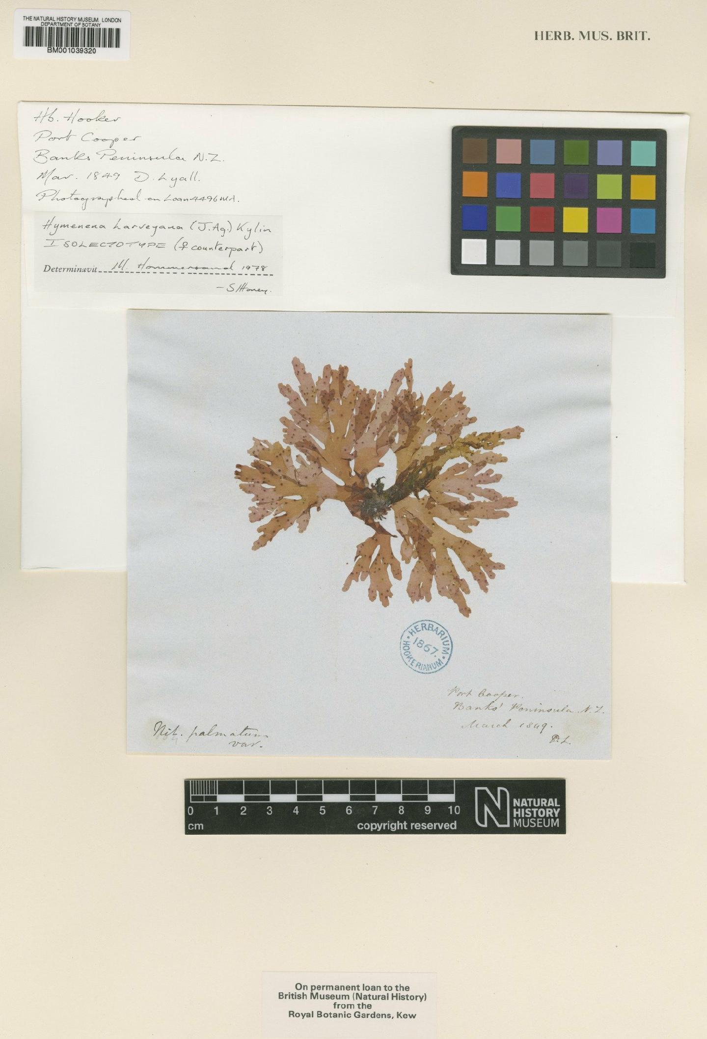 To NHMUK collection (Hymenena harveyana (J.Agardh) Kylin; Isolectotype; NHMUK:ecatalogue:711676)